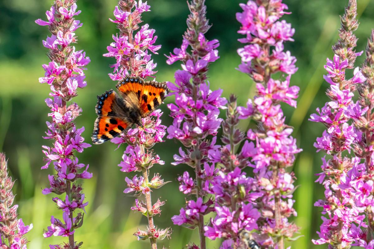 Hvilke planter bør ikke plantes i haven?
