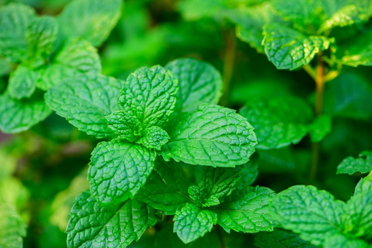 Hvilke planter bør ikke plantes i haven?