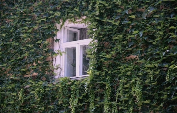 Hvilke planter bør ikke plantes i haven?