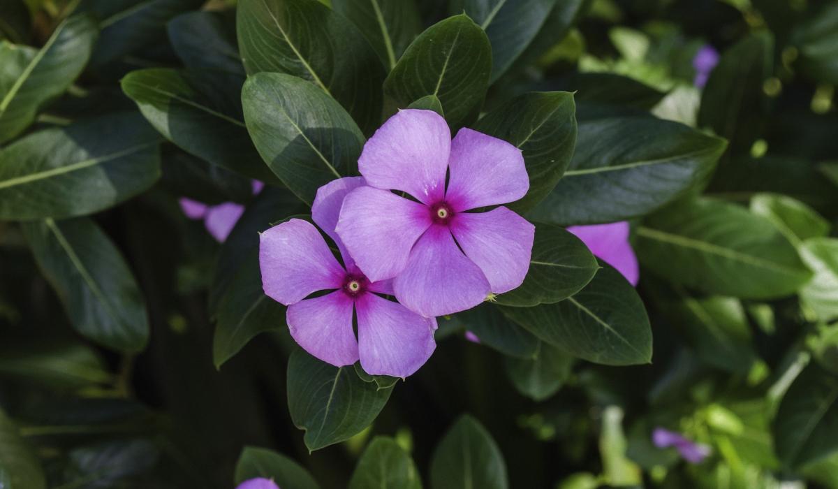 Hvilke planter bør ikke plantes i haven?