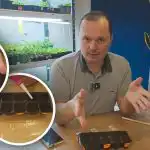 Agurker vil spire på tredjedagen: en gennemprøvet metode til at