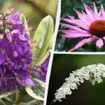 De vil blomstre hele sommeren: Top 10 bedste prydplanter til