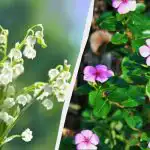 Disse 7 stauder er smukke, men lad være med at