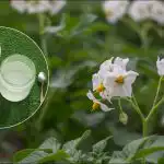 Et ton kartofler fra en hektar: en smart plantemetode afsløret