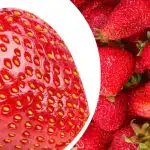 Et uventet trick, og jordbærrene bliver mange gange større og