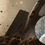 Forårstricks til haven: Tre enkle trin i april vil overraske