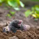 Hvad skal man hælde ned i muldvarpehullet: dette middel findes