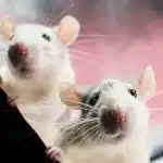 Rotter er bange for ét produkt: en nem måde at