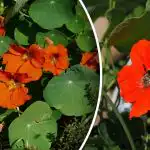 Sneglenes hovedfjende: den skadedyrsfrie blomst til haven