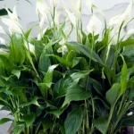 spathiphyllum-vil-trives-i-aarevis-gartnere-fortaeller-dig-hvordan-du.webp.webp